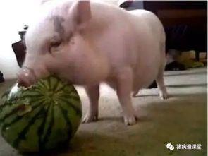 猪可以吃毛瓜吗,营养与适宜性探讨